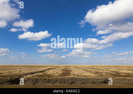 Le saline sulla penisola di eiderstedt Foto Stock