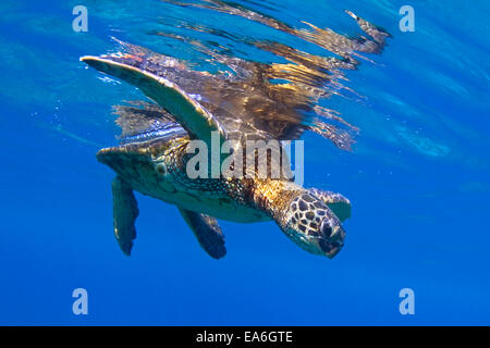 Green Sea Turtle, Hawaii, Stati Uniti Foto Stock