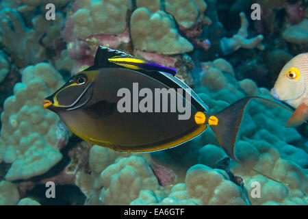 Orangespine Unicornfish che viene pulito da un Hawaiian Cleaner Wrasse, Hawaii, Stati Uniti Foto Stock
