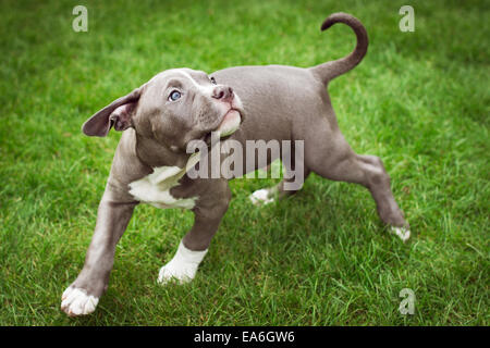 Cucciolo americano di bulldog che gioca in giardino Foto Stock