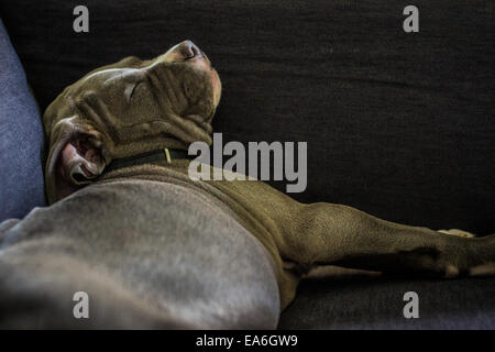 Cucciolo americano di bulldog che dorme su un divano Foto Stock