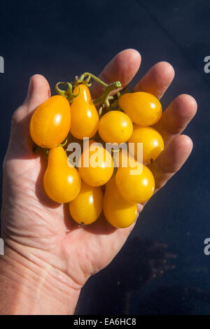 Mano azienda mazzetto di piccolo giallo pomodori. Foto Stock