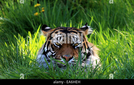 Tigre in erba Foto Stock