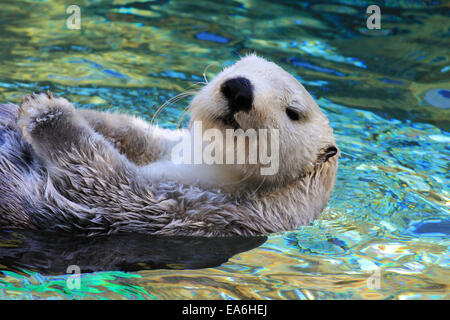 Lontra marine che nuotano in acque blu, Washington, Stati Uniti Foto Stock