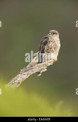 Merlin (Falco columbarius) femmina adulta appollaiato sulla brughiera Foto Stock