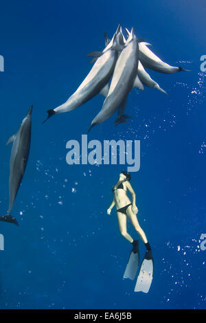 Donna immersione libera osservando la luzzola dei delfini dello Spinner, Hawaii, Stati Uniti Foto Stock