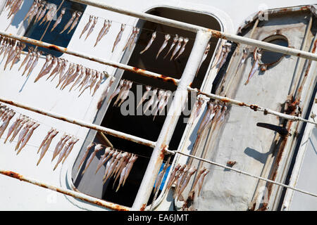 Piccolo salati Spratto Pesce essiccamento sulla ringhiera del bianco in barca da pesca Foto Stock