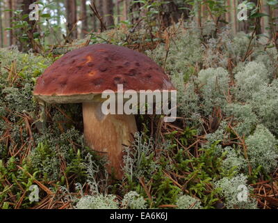 Pin bolete, pineta porcini, Foto Stock