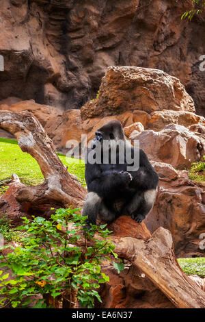 Scimmia Gorilla nel parco a Tenerife Canarie Foto Stock