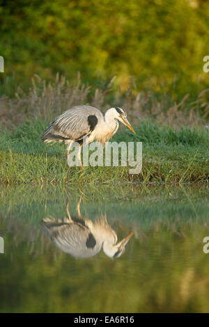 Airone cinerino (Ardea cinerea) in piedi sul bordo del laghetto cerca di pesce Foto Stock