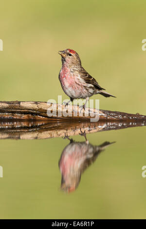 Lesser Redpoll (Carduelis flammea cabaret) maschio adulto di bere a stagno Foto Stock