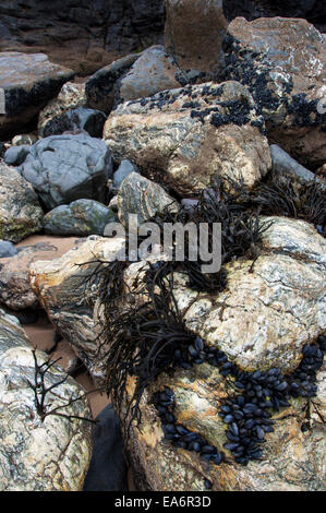 Rocce e le alghe sulla spiaggia di Bedruthan Steps in Cornovaglia. Foto Stock