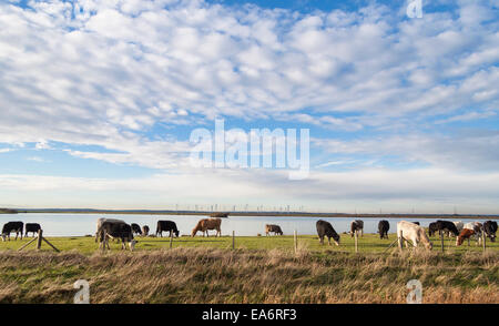 Le mucche al pascolo su Walland Marsh con le turbine di piccola corte Cheyne per centrali eoliche in background Foto Stock