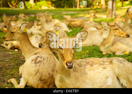 Un gruppo di Thai-brow antlered deer Foto Stock