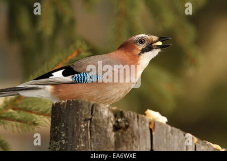 Fame eurasian jay ( Garrulus glandarius ), bird mangiando pezzi di pane su un moncone Foto Stock