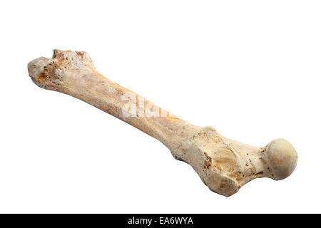 Ursus spelaeus ( caverna sopportano ) osso isolate su sfondo bianco Foto Stock