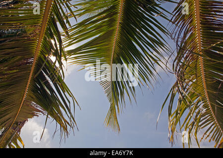 3 albero di cocco le fronde delle palme ondeggiano nel vento su una spiaggia tropicale in isole filippine. Foto Stock