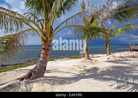 La nana in tre alberi di noce di cocco in una remota spiaggia di Panglao Island, Bohol, Filippine. Foto Stock