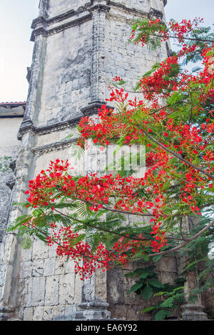 Una Flame Tree, Delonix regia, aka Royal Poinciana o fiammeggiante, è un membro della famiglia di fagiolo (Leguminosae). Il campanile della chiesa. Foto Stock
