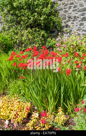 Fiori nel giardino murato, Dunvegan Castle, Isola di Skye, Scotland, Regno Unito Foto Stock