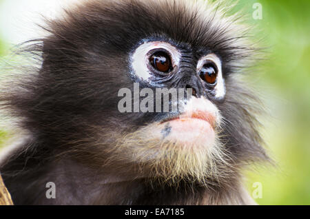Close up volto di Dusky foglia, Dusky langur, Spectacled langur o Trachypithecus obscurus scimmia con in bianco e nero Foto Stock