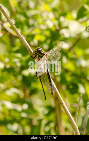 Hairy Dragonfly [Brachytron pratense] maschio. Catturati e mangiare damselflies di accoppiamento. Norfolk, Giugno Foto Stock