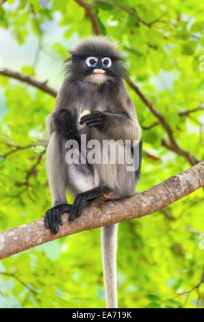 Dusky foglia, Dusky langur, Spectacled langur o Trachypithecus obscurus scimmia con nero e grigio su albero in selvagge, Thailandia Foto Stock