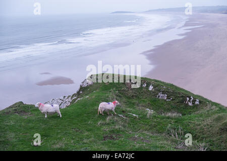 Pecore Rhosili,Rhossili,Rhossilli,bay,Llangennith, llangenneth,beach,Worm testa,Worm's,Gower Peninsula, Swansea,Swansea County,U.K.,UK,l'Europa,europeo, Foto Stock