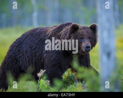 Unione di orso bruno selvaggia nella foresta boreale Foto Stock