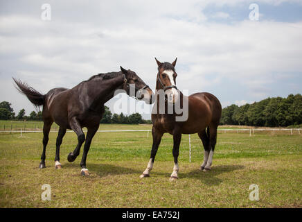 Due cavalli marrone in piedi in un campo accanto a ciascun altro Foto Stock