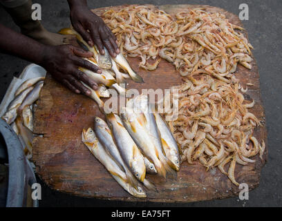 Georgetown, GUYANA. 7 Nov, 2014. 07 Novembre, 2014. Un pesce monger visualizza ogni giorno il suo fermo Stabroek mercato nel cuore di Georgetown, Guyana. Essa è il principale mercato in città in corrispondenza della giunzione delle banchine e il minibus terminale. A base di pesce e di carne, frutta e verdura e di tutti i tipi di casa tenere le merci sono disponibili dalla i produttori sia al coperto che all'aperto. © Ralph Lauer/ZUMA filo/Alamy Live News Foto Stock