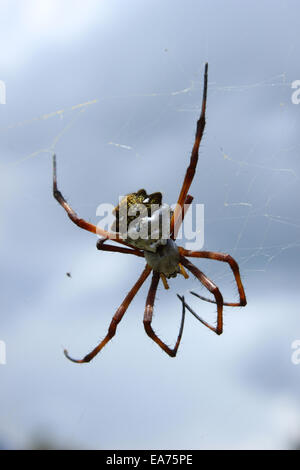 Un Orb Weaver Spider sospeso in un web in Cotacachi, Ecuador Foto Stock