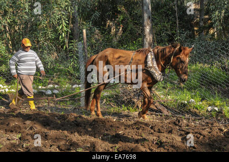 Un bagno turco salariato agricolo coltiva un piccolo appezzamento di terra con un aratro trainato da un cavallo, presso il Pastoral Vadi ecoturismo resort Foto Stock