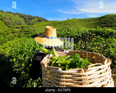 Lavoratore di tè prelevare le foglie di tè in una piantagione di tè di Cameron Highlands Malaysia Foto Stock