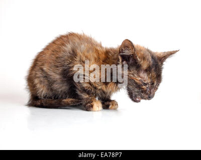 Piccolo gatto malato isolato su sfondo bianco Foto Stock