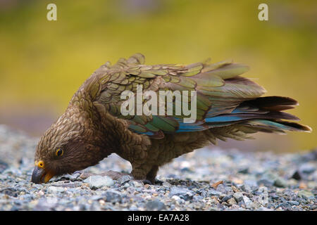 Kea, alpine parrot provenienti dalla Nuova Zelanda Foto Stock