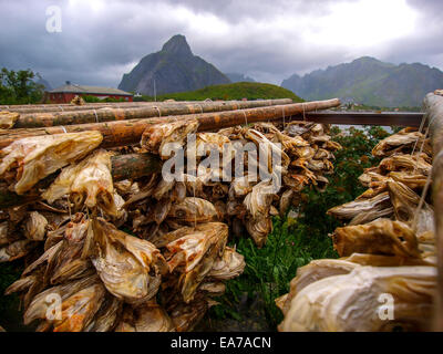 Rack pieno di merluzzo essiccato, Lofoten, Norvegia Foto Stock