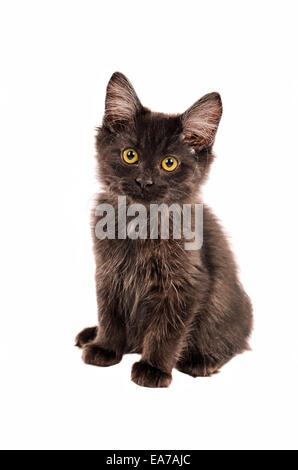 Un soffice nero gattino seduto su uno sfondo bianco Foto Stock