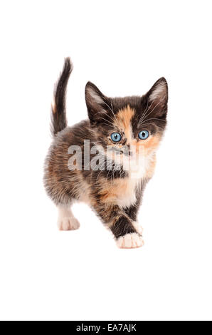 Un calico gattino in piedi su sfondo bianco Foto Stock