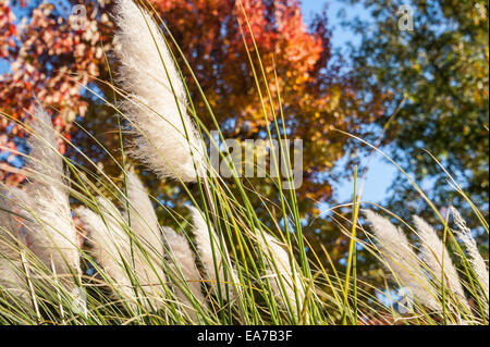 Bella soleggiato pampas erba contro uno sfondo colorato e foglie di autunno a Stone Mountain Park di Atlanta, Georgia, Stati Uniti d'America. Foto Stock