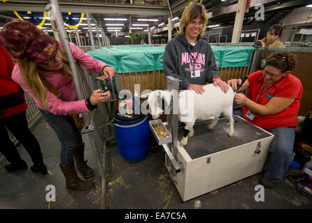 Toronto, Canada. 7 Nov, 2014. Una donna prende le foto della tosatura delle pecore con il suo smartphone durante la 92ma Royal Agricultural inverno fiera presso il diretto di energia nel centro di Toronto, Canada, nov. 7, 2014. Come uno dei più grande coperta mostra agricola nel mondo, i dieci giorni di manifestazione annuale ha dato dei calci a fuori qui il venerdì. © Zou Zheng/Xinhua/Alamy Live News Foto Stock