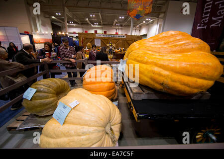 Toronto, Canada. 7 Nov, 2014. La gente guarda enormi zucche piantate in Canada durante il 92Royal Agricultural inverno fiera presso il diretto di energia nel centro di Toronto, Canada, nov. 7, 2014. Come uno dei più grande coperta mostra agricola nel mondo, i dieci giorni di manifestazione annuale ha dato dei calci a fuori qui il venerdì. © Zou Zheng/Xinhua/Alamy Live News Foto Stock