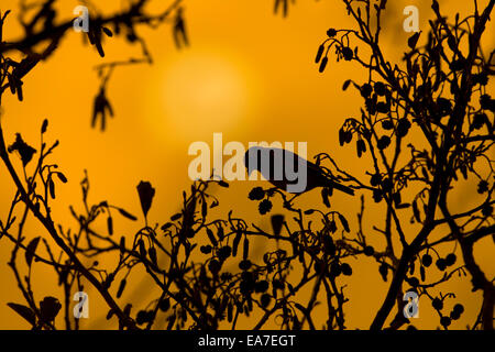 Silhouette di cardellino Carduelis carduelis alimentazione su coni di ontano Foto Stock