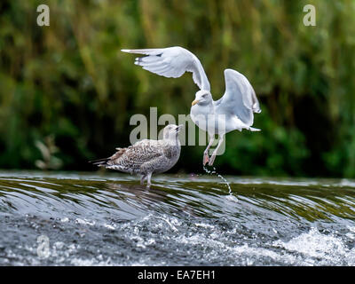 Aringa gabbiano [Larus argentatus] molestare ogni altro in corrispondenza del bordo di sbarramenti Foto Stock