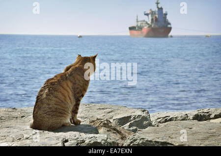 Il vecchio gatto guardando una nave in un mare blu Foto Stock