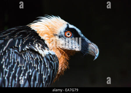 Bartgeier, gipeto (Gypaetus barbatus) (prigioniero) Foto Stock