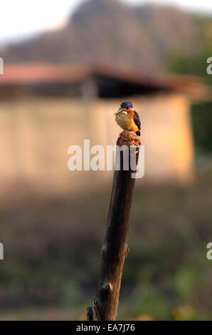 Di palissonatura martin pescatore malgascio in Madagascar Foto Stock