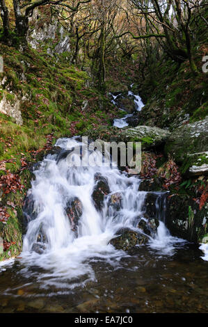 Una piccola cascata da un torrente di montagna Elan Valley Rhayader powys Galles Cymru REGNO UNITO GB Foto Stock