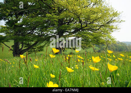 Basso angolo di visione del campo di erba coperto con fiore giallo renoncules nella motivazione della proprietà del National Trust di Trelissi Foto Stock