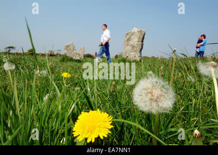 Worm occhio del livello del terreno un ampio angolo di visione del fiore di tarassaco Taraxacum officinale & seme head con coppia & figlio passato a piedi Merr Foto Stock